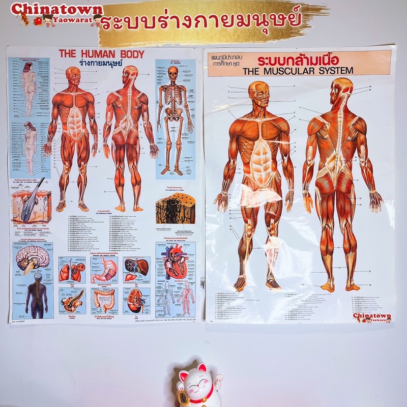 ระบบร่างกาย-โปสเตอร์กระดาษ-53-77cm-21-30-นิ้ว-วิทยาศาสตร์-เรียนหมอ-พันธุกรรม-anatomy-โครงกระดูกมนุษย์-กล้ามเนื้อ