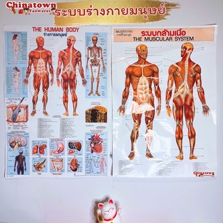 ระบบร่างกาย โปสเตอร์กระดาษ 53*77cm (21*30 นิ้ว)✅ วิทยาศาสตร์ เรียนหมอ พันธุกรรม Anatomy โครงกระดูกมนุษย์ กล้ามเนื้อ