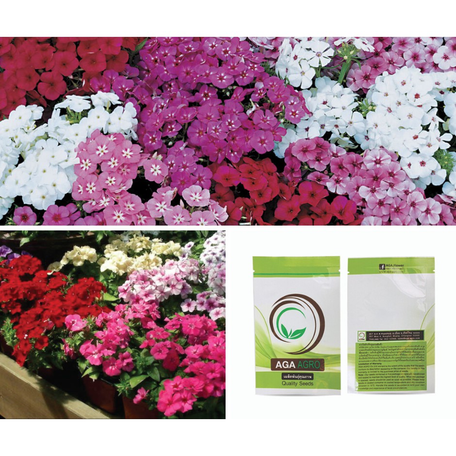 aga-shop-เมล็ดพันธุ์-ฟล็อกซ์-phlox-ทเวนตี้-เฟิร์ส-เซ็นจูรี่-สีมิกซ์-100-เมล็ด