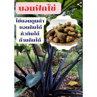 บอนฟักไข่ แบบต้นสำหรับเพาะปลูก ไข่บอนตูนดำ บอนกินได้ หัวกินได้ ก้านกินได้