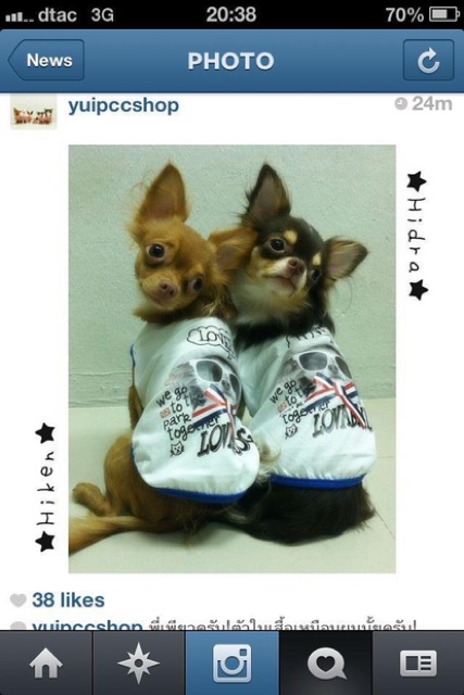 เสื้อสำหรับสัตว์เลี้ยง-รุ่น-the-chihuahua-สินค้าพร้อมส่ง-จำนวนจำกัด-ราคาพิเศษ