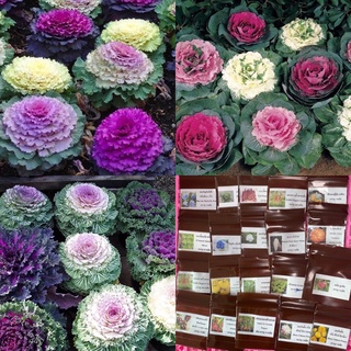 เมล็ดพันธุ์ ปูเล่ประดับคละสี (Osaka Series Mix Ornamental Cabbage Seed) บรร50 เมล็ด (ไม่ใช่พืชที่มีชีวิต)