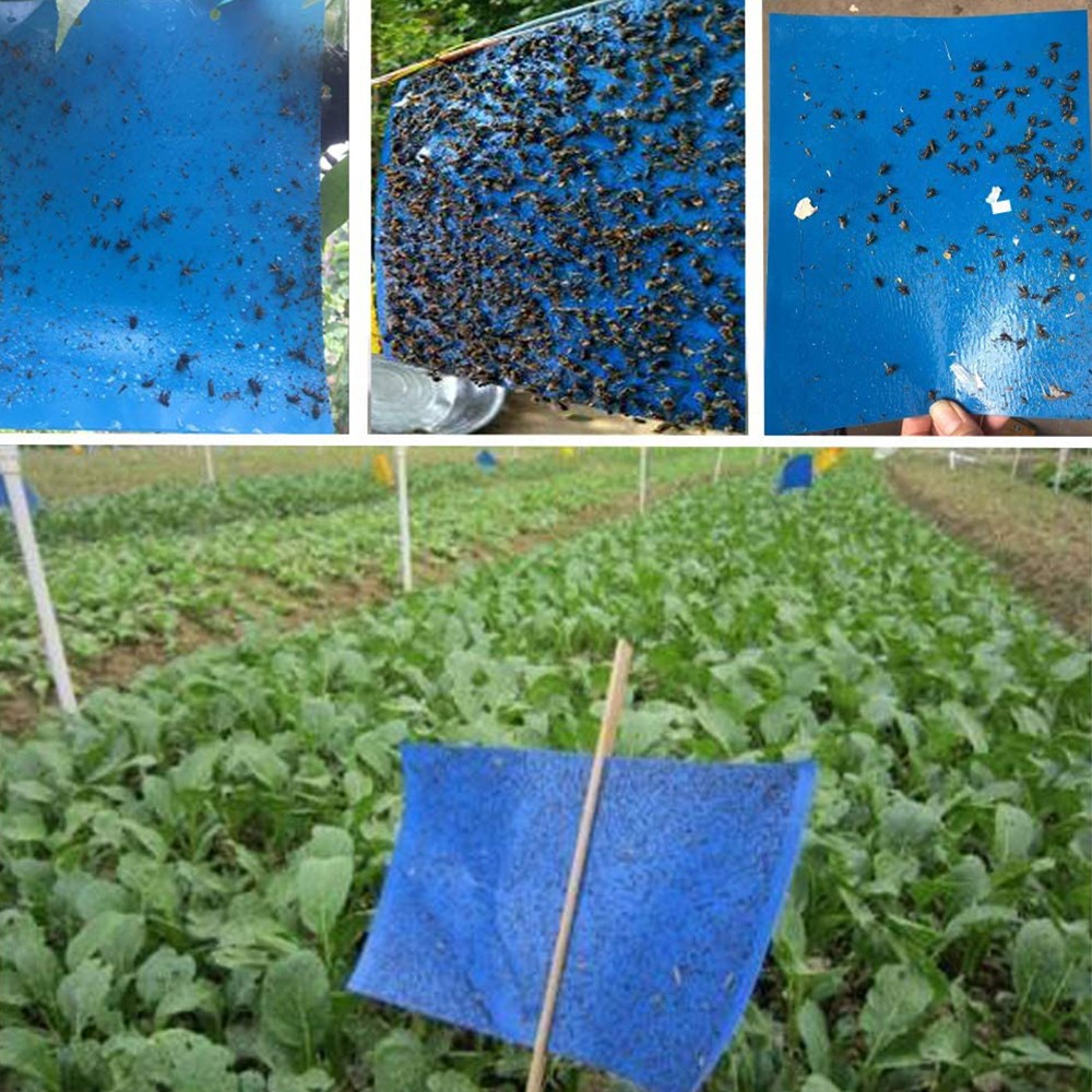 แผ่นกาวดักแมลงสีฟ้า-แผ่นกาวดักแมลงขนาด-20x25-ซม-กาวเหนียว-2-ด้าน-สำหรับดักแมลงศัตรูพืช-ต่างๆ