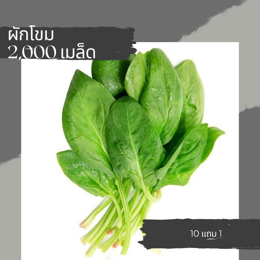 เมล็ดผักโขม-เมล็ดผัก-ผักโขม-เมล็ดผัก5บาท