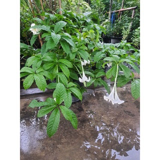 Angel’ trumpets ต้นพุดแตรงอน ดอกหอม สีขาว ดอกมีเส้นผ่าศูนย์กลาง ประมาณ 2 นิ้ว กระถาง 10 นิ้ว