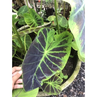 บอนแบล็กบิวตี้ colocasia black beauty