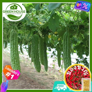 [Green House] Ampalaya Seeds for Planting Vegetable Plants (7 Seed)   FREE Fertilizer &amp; Planting Instructions, Hybrid Va
