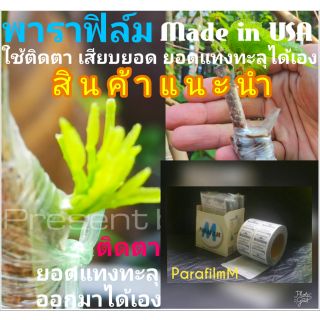 พาราฟิล์มM ParafilmM⭐แท้ ยี่ห้อBemis USA🇺🇸⭐ฟิล์มสดใหม่กันน้ำ ยืดหยุ่นสูง ใช้ติดตาเสียบยอดยอดแทงทะลุได้ ใช้งานวิทยาศาสตร์