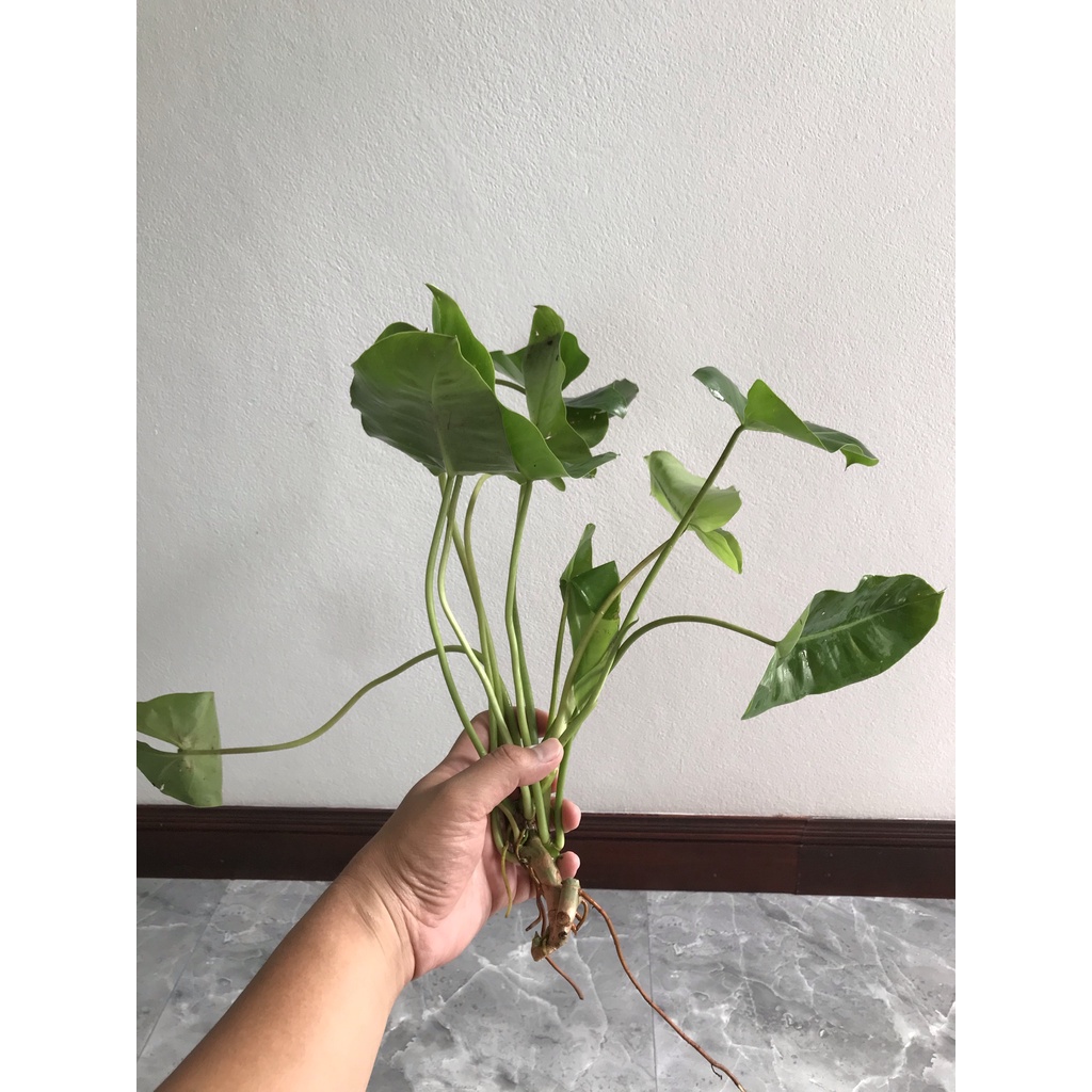 philodendron-burle-marxii-ฟิโลเดนดรอน-มรกตหยก-ฟิโลเขียว-เขียวมรกต-มรกตเขียว-อ่านรายละเอียดก่อนสั่งซื้อ