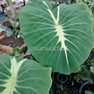 โคโลคาเซียแนนซี่ Colocasia Nancy (ชำแล้วส่งทั้งกระถาง)