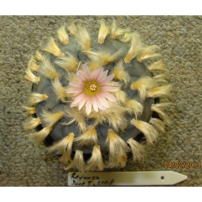 เมล็ดแท้-100-โลโฟโฟล่า-วิลเลี่ยมเซอิ-v-เรย์โนซ่า-lophophora-williamsii-v-reynosa-5s-เพาะแล้ว-ทดสอบแล้ว-งอกจริง