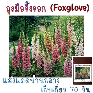 300 เมล็ด ถุงมือจิ้งจอก (Foxglove)