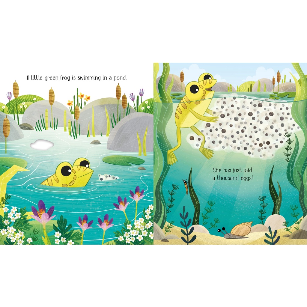 dktoday-หนังสือ-usborne-life-cycles-one-little-frog-age-3