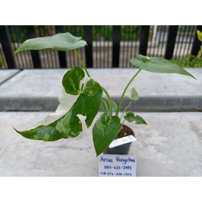 โอกินาว่าด่าง-alocasia-okinawa