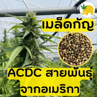 เมล็ดกัญชง พันธุ์ ACDC สายพันธุ์จากอเมริกา Fem เมีย99% สายพันธุ์ทนร้อน เหมาะปลูกในไทย