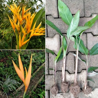 ต้นเฮลิโคเนีย หรือ ต้นธรรมรักษา (สีเหลือง)  4เหง้าขุดสด59บาท  เฮลิโคเนีย yellow heliconia ต้นเฮลิโคเ