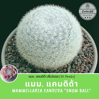 แคนดิด้า สโนว์บอล mamillaria candida "Snow Ball" (10 เมล็ด) เมล็ดแคคตัส เมล็ดแคนดิดา กระบองเพชร สีขาว