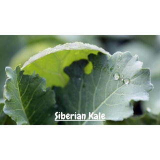 ต้นกล้าเคลไซบีเรียน -Siberian Kale ใบมีขนาดใหญ่ปลูกง่าย โตไวมาก รสออกหวานๆ  ต้นเตี้ย ใบเรียบ ขอบใบหยัก กล้าละ 12บาท