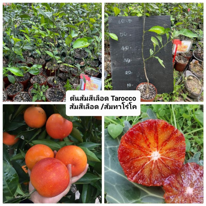ต้นส้มเลือด-tarocco-orange-ส้มทาโร่-เสียบยอด