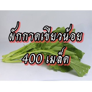 เมล็ดผักกาดเขียวน้อย เมล็ดผักสวนครัว เมล็ดผัก5บาท