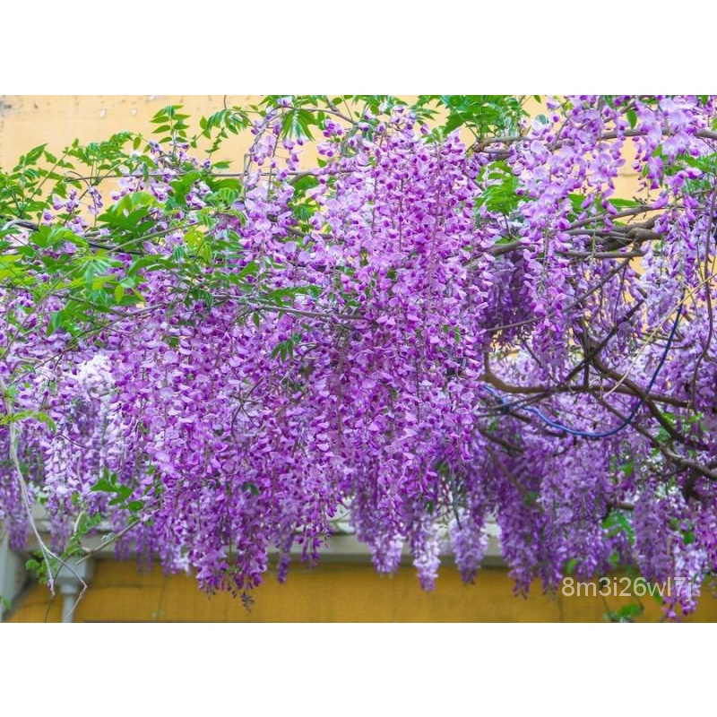 เมล็ดพันธุ์-ถูก-คละ-เมล็ดพันธุ์-วิสเทอเรีย-wisteria-sinensis-flower-seeds-แต่ละแพ็คมี-10-เมล็ด-ดอกไม้จริง-ต้นดอกไม้สวยๆ