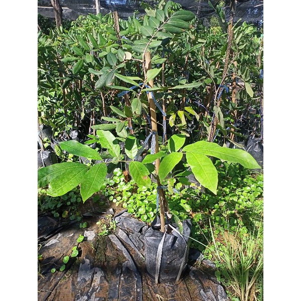 ต้นลำในปิงปอง-ลูกใหญ่หอมหวาน-รับประกันสินค้าชำรุดเครมฟรี