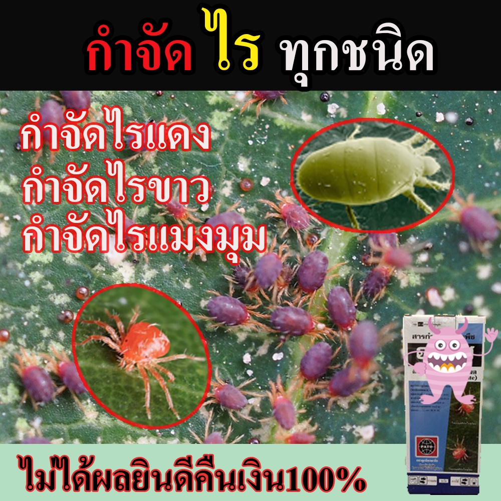 สินค้าขายดี-สารกำจัดไรแดง-ยากำจัดไรแดง-ไรแดง-กำจัดไรขาว-สารกำจัดศัตรูพืช-กำจัดแมลง-กำจัดไร-ป้องกันไรแดงในทุเรียน