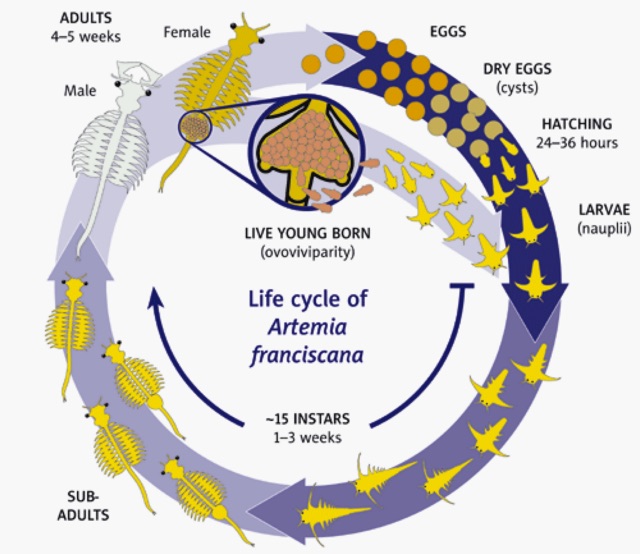 ไข่อาทีเมีย-artemia100
