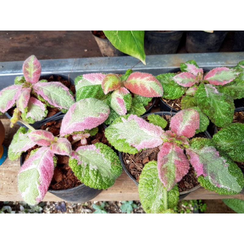 episcia-picasso-pink-ด่าง-3-สี