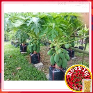 5pcs seeds BETIK SEKAKI / 1 feet papaya potted friendly/ balcony friendly鲜花/花园/生菜/通心菜/文胸/芹菜/种子/向日葵/苹果/玫瑰/ FUN1