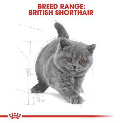 royal-canin-cat-british-shorthair-kitten-2-kg-อาหารแมวลูกแมว-บริติช-ชอร์ตแฮร์