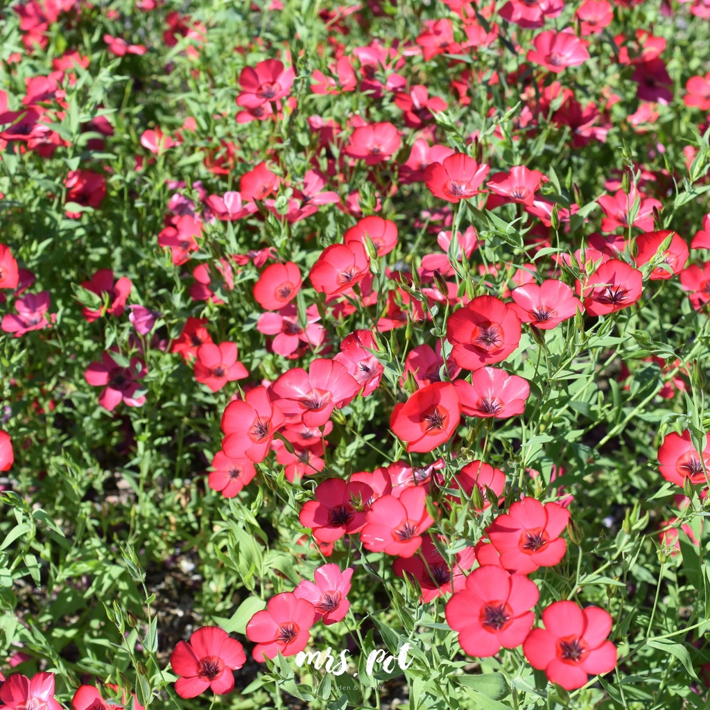 เมล็ดดอกไม้กินได้-scarlet-flax