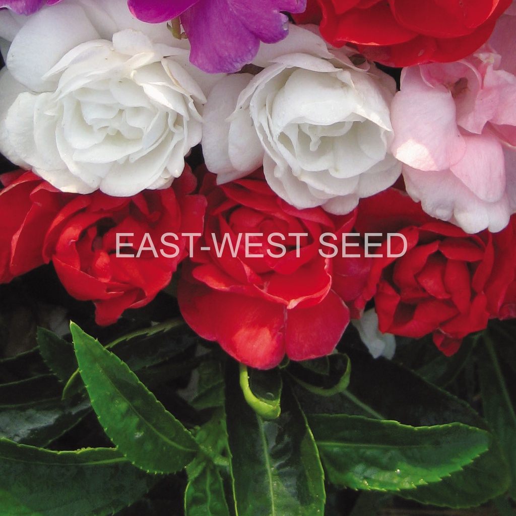 ศรแดง-เมล็ดพันธุ์-เทียนไทย-ทอมทอม-มิกซ์-east-west-seed-เมล็ดพันธุ์-ผักสวนครัว-ตราศรแดง