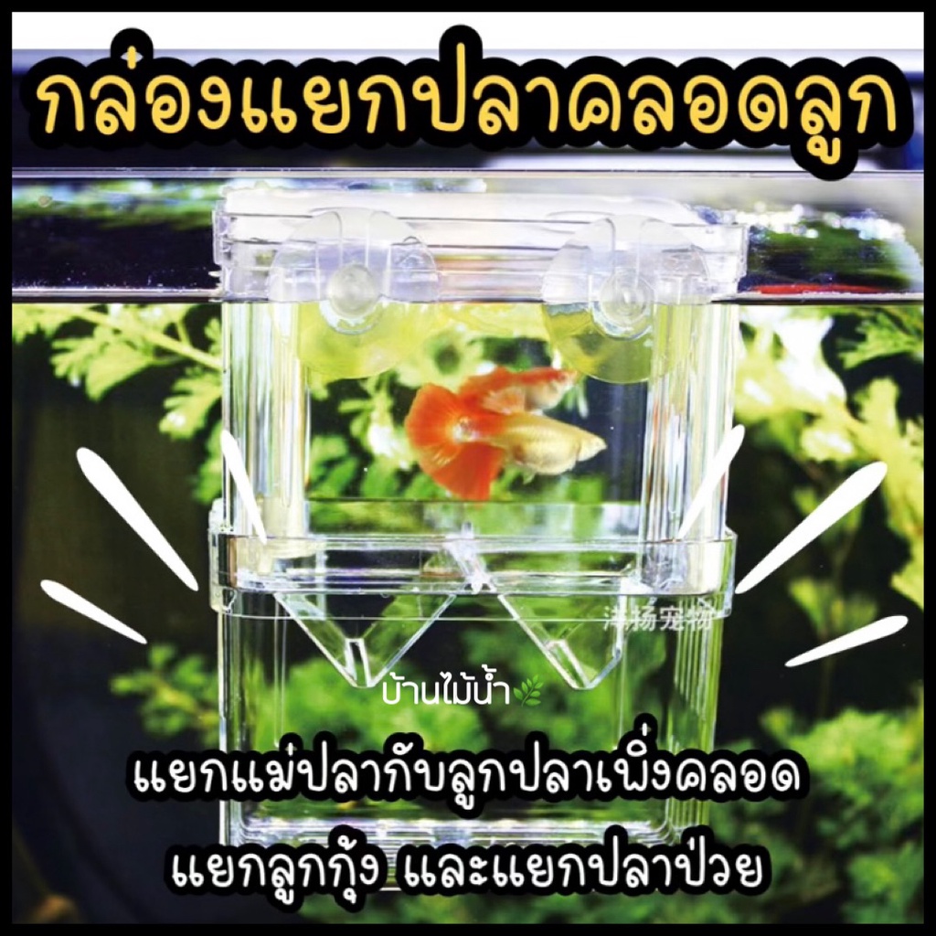 กล่องแยกปลาคลอดลูก-มี-4-ขนาด-แยกได้-2-ช่อง-แยกลูกปลากับแม่ปลาที่เพิ่งคลอด-แยกลูกกุ้ง-และแยกปลาที่กำลังป่วย-บ้านไม้น้ำ