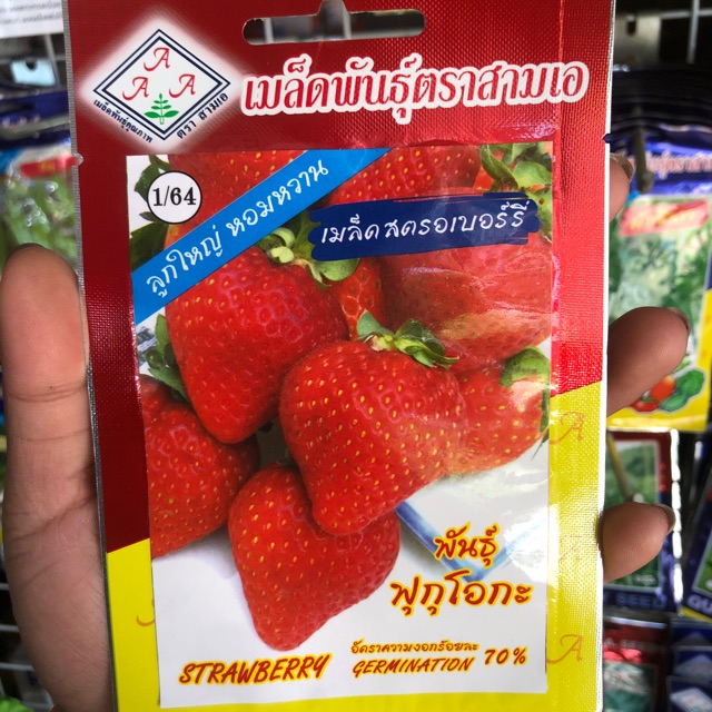 เมล็ดสตรอเบอร์รี่-พันธุ์-ฟุกุโอกะ-พันธุ์ลูกใหญ่-หอมหวาน-strawberry