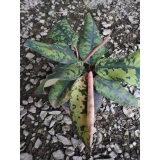 Homalomena Wallisii ไม้แปลก หายาก