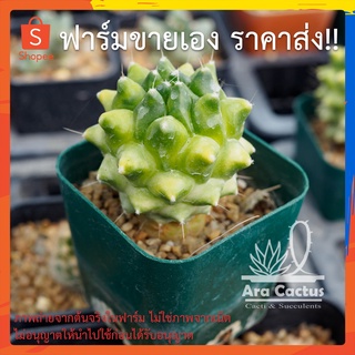 สวนขายเอง! แมมอิรุซามุด่างเนื้อ Mammillaria erusamu variegate กระถาง 2 นิ้ว แคคตัส กระบองเพชร ต้นไม้ประดับ อวบน้ำ แคนตัส