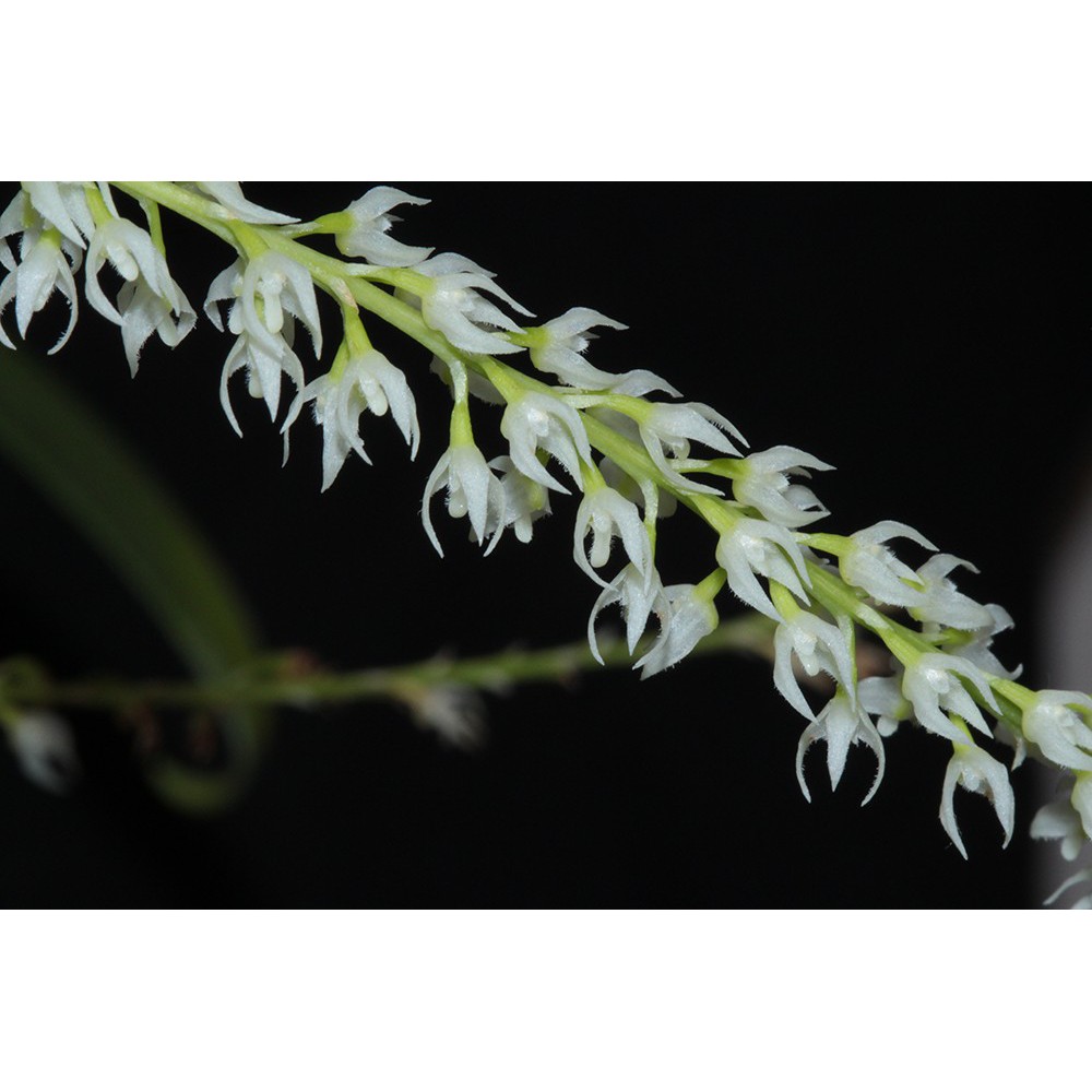 กล้วยไม้สิงโตดอกหอม-bulbophyllum-parviflorum