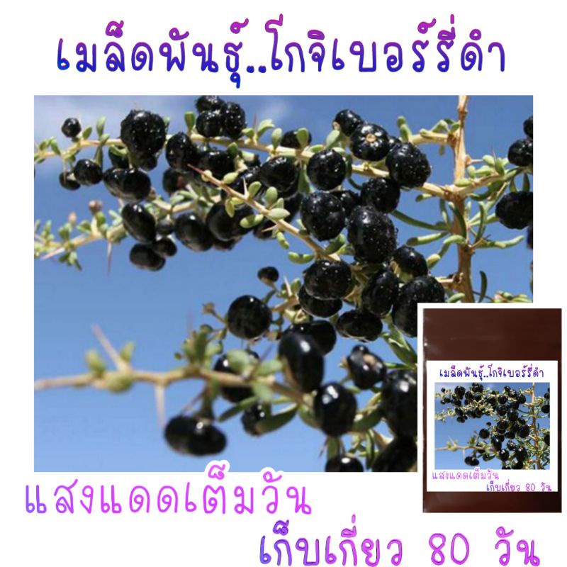 โกจิเบอร์รี่ดำ-black-goji-berry-สำหรับเพาะเมล็ด