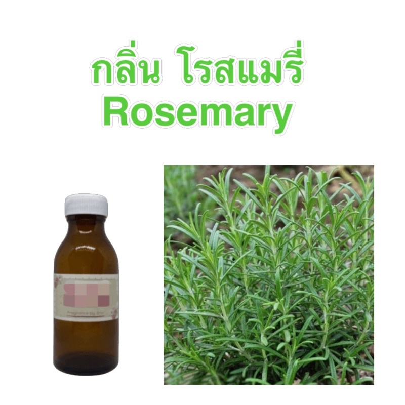 หัวน้ำหอมทำสบู่กลิ่นโรสแมรี่-rosemary