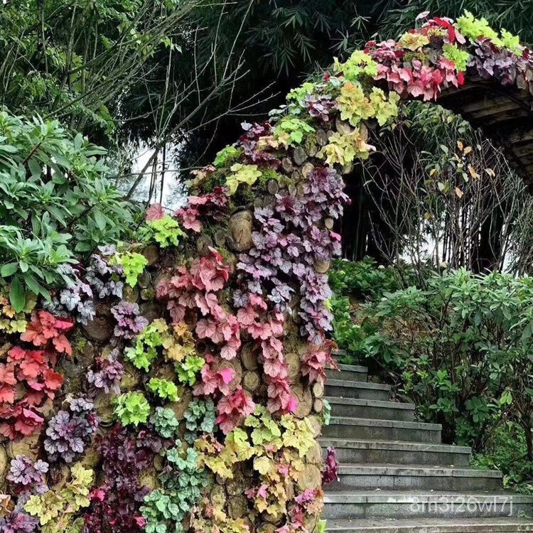 เมล็ดพันธุ์-ถูก-คละ-100-แคปซูล-mixed-color-coleus-seeds-perilla-blumei-flower-seeds-บอนสี-เมล็ดบอนสี-ต้นไม้ฟอกอา-dsut