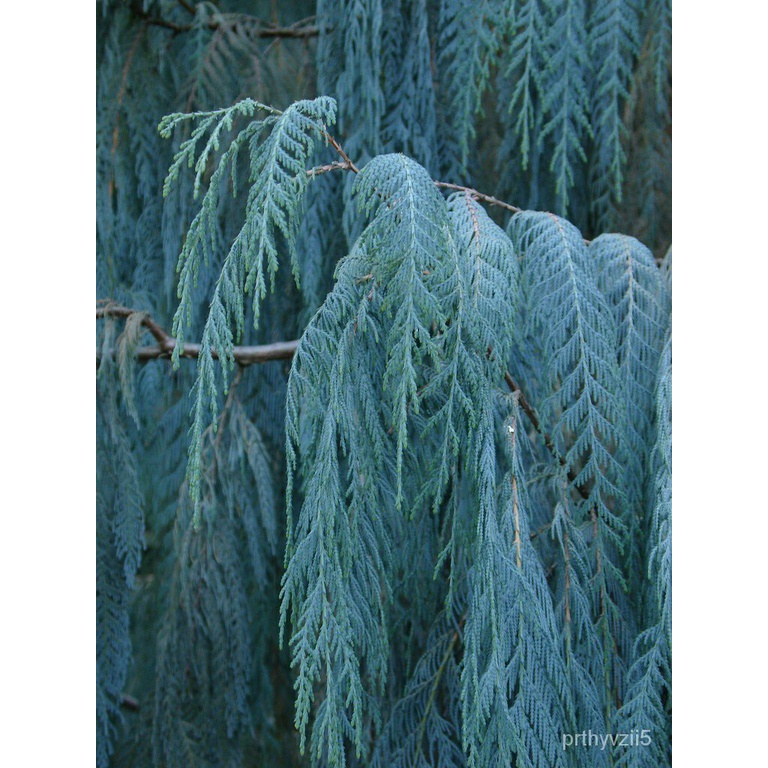 Kashmir Cypress Is An Over 200-year-old Tree On Isola Madre Island Italy Cupressus Cashmeriana Image313209491