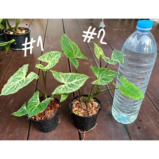 Syngonium Batik ออมกนกลายไทย กระถาง 4 นิ้ว