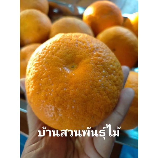 ต้นส้ม-พันธุ์ฟรีมองต์-บ้านสวนพันธุ์ไม้