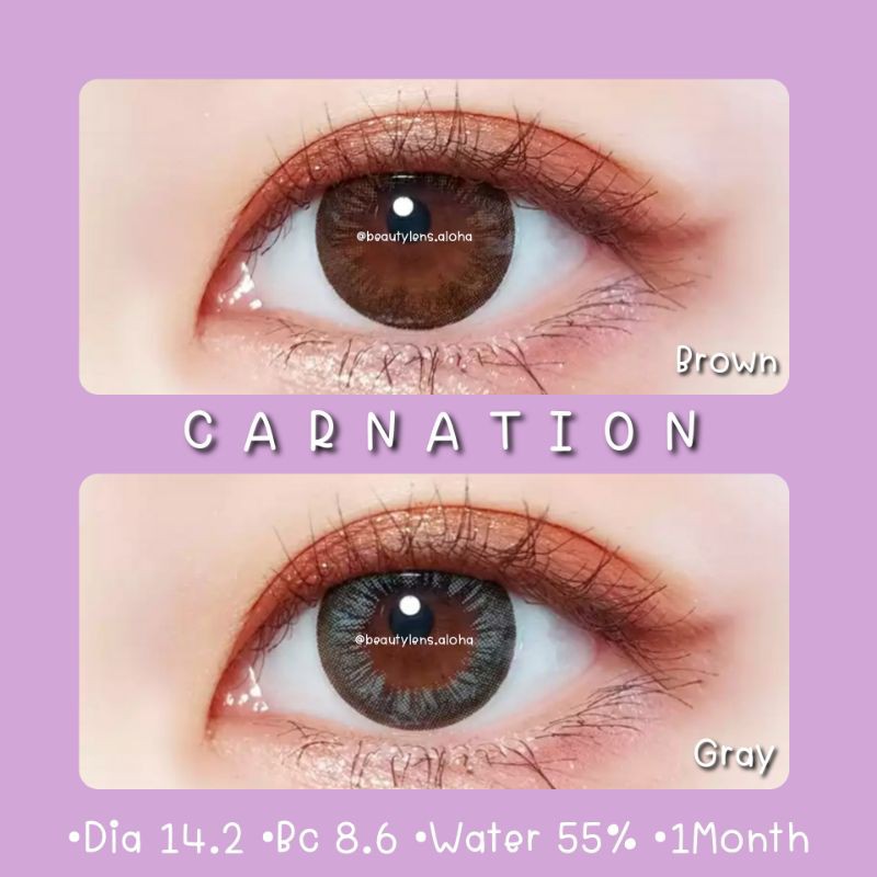 carnation-brown-gray-โตแบ๊ว-รายเดือน-มีแค่สายตาปกติ