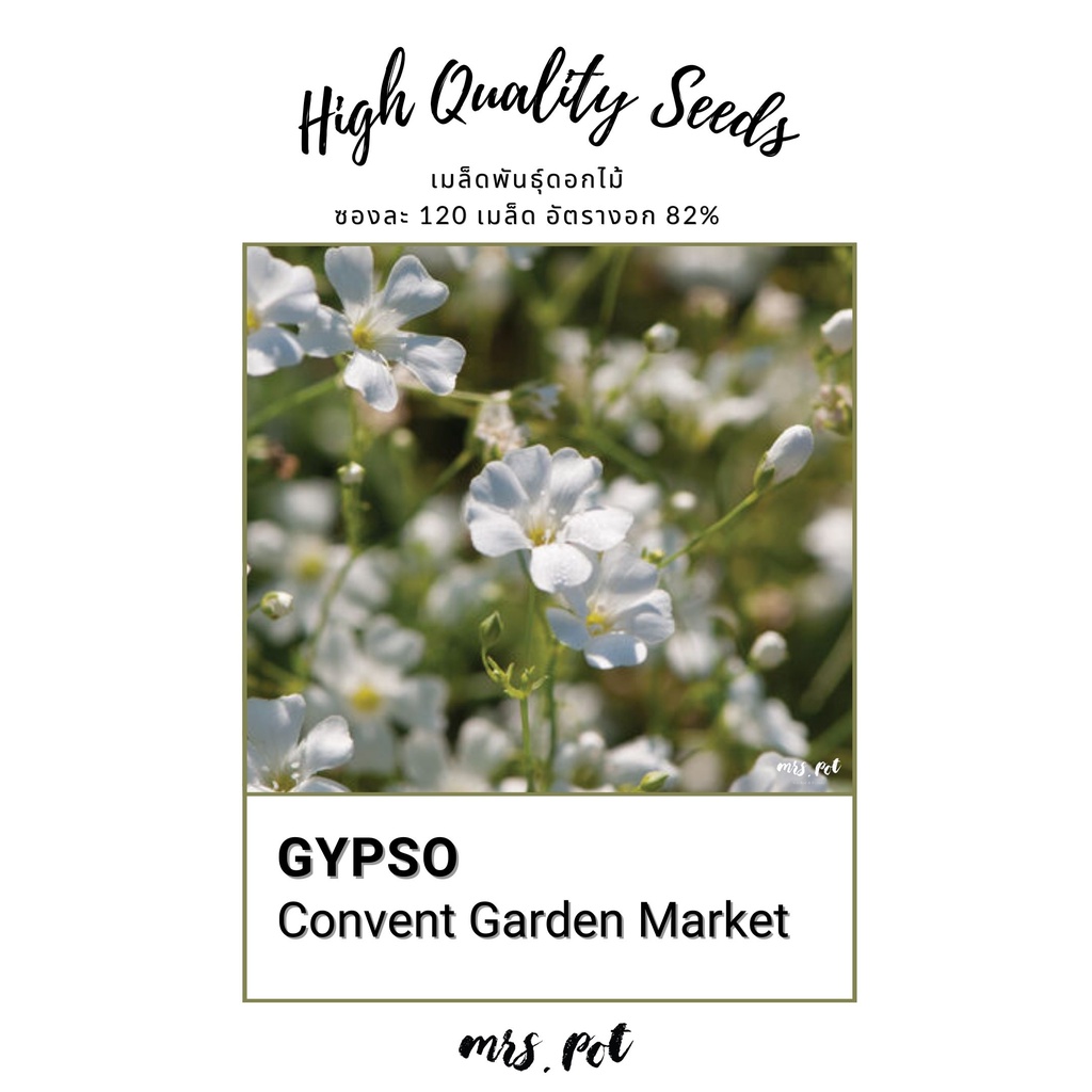 เมล็ดดอกไม้กินได้-gypsophila-สายพันธุ์-convent-garden-market