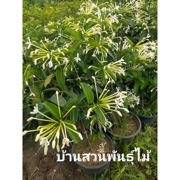 ต้นพุดบุญรักษา-กระถาง-10-นิ้ว