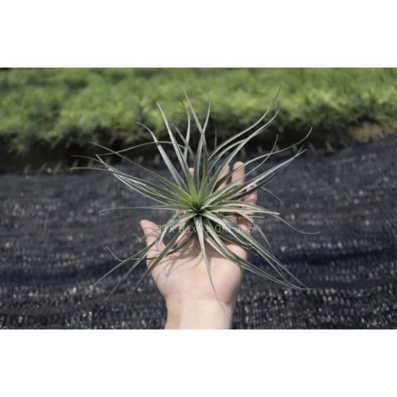 tillandsia-cotton-candy-คอตตอนแคนดี้-เซตสุดคุ้ม-ด่วนมีจำนวนจำกัด