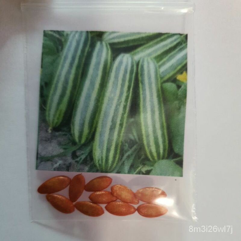 อินทรีย์-ต้น-ดอก-แตงไทยอ่อนถูกที่สุด10บ-เมล็ดพันธุ์แตงไทยอ่อน10-เมล็ด-กินลูกอ่อน-ลูกดก-ปลูกง่าย-jipo