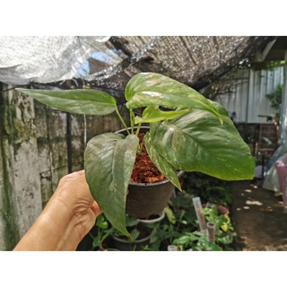 Epipremnum Pintanum Variegated อิพิด่างขาว